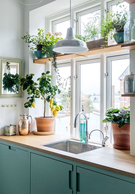 Trồng các loại cây có tinh dầu